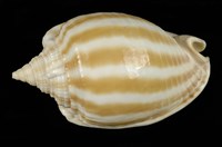 藏品(條紋鬘螺)的圖片